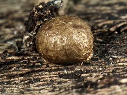 Attēlu rezultāti vaicājumam “Lycogala botrydium macro”