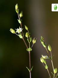 Attēlu rezultāti vaicājumam “Arenaria serpyllifolia flower”