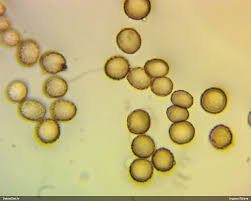 Attēlu rezultāti vaicājumam “Symphytocarpus trechisporus”