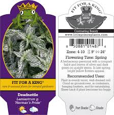 Attēlu rezultāti vaicājumam “Lamiastrum galeobdolon bud”