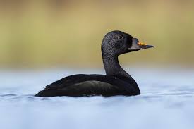 Attēlu rezultāti vaicājumam “Melanitta nigra”