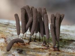 Attēlu rezultāti vaicājumam “Stemonitopsis amoena”