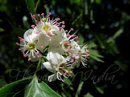 Attēlu rezultāti vaicājumam “Crataegus macracantha flower”