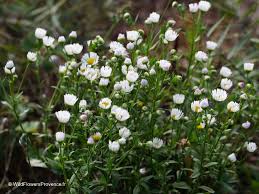 Attēlu rezultāti vaicājumam “Erigeron annuus flower”