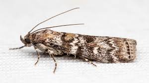 Attēlu rezultāti vaicājumam “Dioryctria abietella”