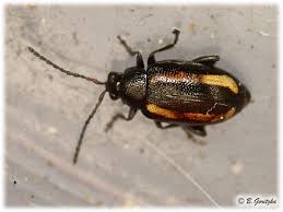 Attēlu rezultāti vaicājumam “Phyllotreta sp.”