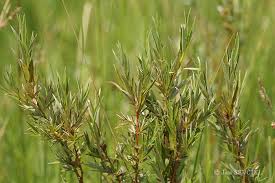 Attēlu rezultāti vaicājumam “Salix rosmarinifolia”