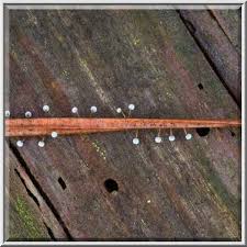 Attēlu rezultāti vaicājumam “Physarum globuliferum”