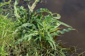 Attēlu rezultāti vaicājumam “Rumex hydrolapathum fruit”