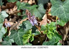 Attēlu rezultāti vaicājumam “Corydalis cava leaf”
