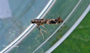 Attēlu rezultāti vaicājumam “Gracillaria syringella”