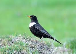 Image result for Turdus torquatus