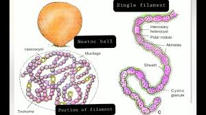 Attēlu rezultāti vaicājumam “Nostoc pruniforme cells”