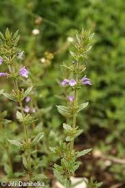 Attēlu rezultāti vaicājumam “Acinos arvensis”