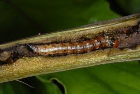 Attēlu rezultāti vaicājumam “Gortyna flavago”