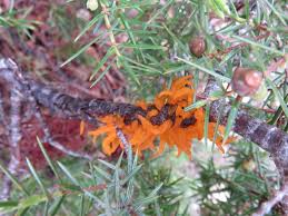 Attēlu rezultāti vaicājumam “Gymnosporangium sabinae”