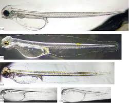 Image result for Liopsetta glacialis