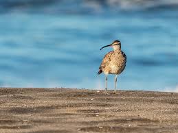 Image result for Numenius hudsonicus