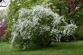 Attēlu rezultāti vaicājumam “Exochorda giraldii var. wilsonii”