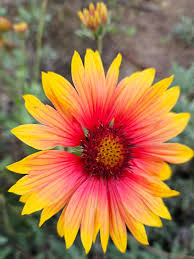 Image result for Gaillardia pulchella