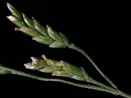 Attēlu rezultāti vaicājumam “Puccinellia distans”