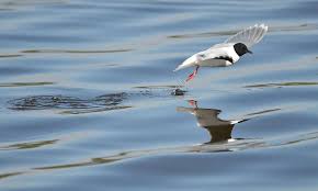 Attēlu rezultāti vaicājumam “Larus minutus adult”