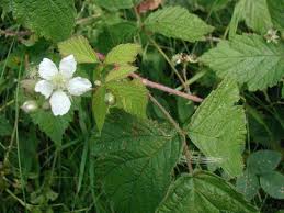 Attēlu rezultāti vaicājumam “Rubus caesius”