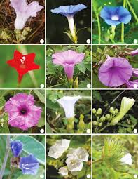 Attēlu rezultāti vaicājumam “Convolvulaceae”