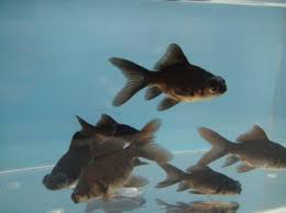 Image result for 出目金