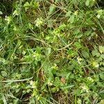 Attēlu rezultāti vaicājumam “Silene baccifera leaf”