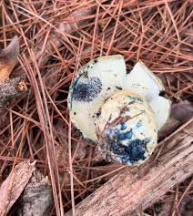 Attēlu rezultāti vaicājumam “Gyroporus cyanescens”