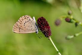 Attēlu rezultāti vaicājumam “Maculinea teleius”