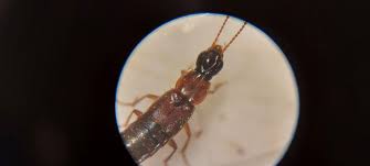 Attēlu rezultāti vaicājumam “Quedius dilatatus”