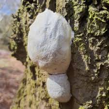 Attēlu rezultāti vaicājumam “Reticularia lycoperdon spores”