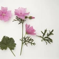 Attēlu rezultāti vaicājumam “Malva moschata flower”