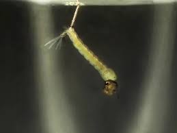 Attēlu rezultāti vaicājumam “Culex pipiens larva”