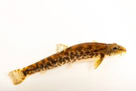 Attēlu rezultāti vaicājumam “Barbatula barbatula”