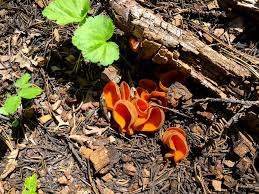 Attēlu rezultāti vaicājumam “Caloscypha fulgens”