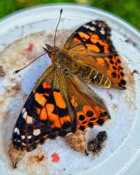 Attēlu rezultāti vaicājumam “Vanessa cardui underside”