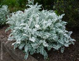 Image result for Cineraria maritima