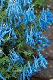 Attēlu rezultāti vaicājumam “Corydalis”