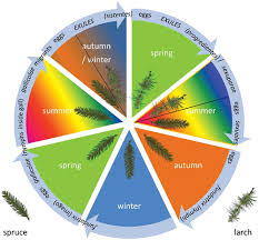 Attēlu rezultāti vaicājumam “Adelges laricis nymph”