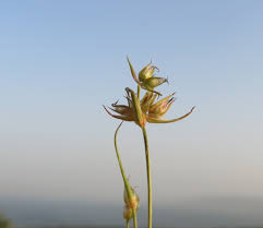 Attēlu rezultāti vaicājumam “Juncus capitatus”