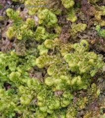 Attēlu rezultāti vaicājumam “Ptilidium pulcherrimum”