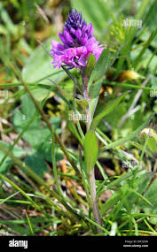 Attēlu rezultāti vaicājumam “Polygala comosa flower”