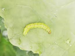 Attēlu rezultāti vaicājumam “Plutella xylostella”