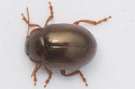 Attēlu rezultāti vaicājumam “Chrysolina staphylaea”