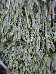 Attēlu rezultāti vaicājumam “Plagiothecium cavifolium”