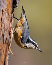 Image result for Sitta canadensis