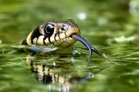 Image result for Ringelnatter